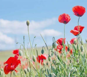 《游戏乐园》夏季嘉年华